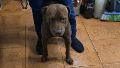 Un chico de 14 años sufrió lesiones en las piernas por el ataque de un pitbull