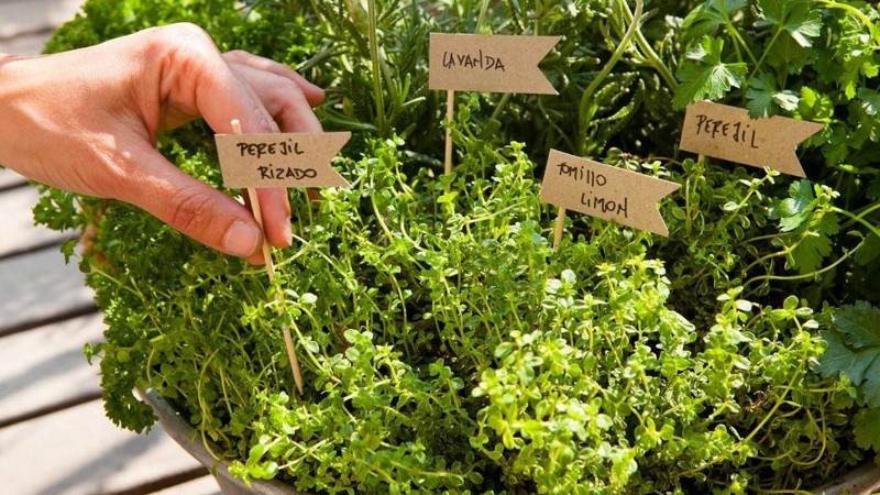 Antonio Lattuca, el coordinador del taller es el creador del Programa de Agricultura Urbana de Rosario.