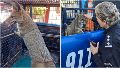 Rescatan a una zorra que apareció perdida en el patio de una casa en San Lorenzo