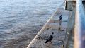 Las palomas buscan los restos del sol (Foto archivo Rosario3).